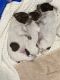 German Shorthaired Pointer Puppies for sale in Zachary, LA 70791, USA. price: $1,000