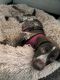 German Shorthaired Pointer Puppies for sale in Metuchen, NJ 08840, USA. price: $900
