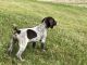 German Shorthaired Pointer Puppies for sale in Oxford Charter Township, MI, USA. price: $1,100