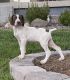 German Shorthaired Pointer Puppies for sale in Thornton, CO, USA. price: $500