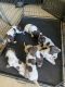 German Shorthaired Pointer Puppies for sale in Phoenix, AZ, USA. price: $750