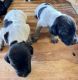 German Shorthaired Pointer Puppies for sale in Dunn, NC 28334, USA. price: NA