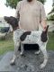 German Shorthaired Pointer Puppies for sale in Whittier, CA, USA. price: NA