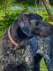 German Shorthaired Pointer Puppies for sale in Gaylord, MI 49735, USA. price: NA