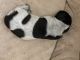 German Shorthaired Pointer Puppies for sale in St Paul, MN, USA. price: NA