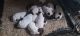 German Shorthaired Pointer Puppies for sale in Victorville, CA, USA. price: NA