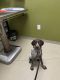 German Shorthaired Pointer Puppies for sale in Pensacola, FL, USA. price: $450