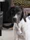 German Shorthaired Pointer Puppies for sale in Pittsburgh, PA 15209, USA. price: $1,200