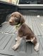 German Shorthaired Pointer Puppies for sale in Danville, VA 24541, USA. price: $1,000