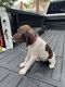 German Shorthaired Pointer Puppies for sale in Danville, VA 24541, USA. price: $1,200