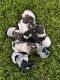 German Shorthaired Pointer Puppies for sale in Oxford Charter Township, MI, USA. price: NA