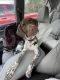 German Shorthaired Pointer Puppies for sale in Vance, AL, USA. price: $300