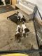 German Shorthaired Pointer Puppies for sale in 1635 Kozy Dr, Columbus, NE 68601, USA. price: NA