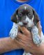 German Shorthaired Pointer Puppies for sale in Smithland, KY 42081, USA. price: $100