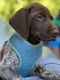 German Shorthaired Pointer Puppies for sale in St Charles, MD 20603, USA. price: NA