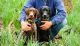 German Shorthaired Pointer Puppies for sale in Morgantown, WV, USA. price: NA