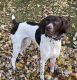 German Shorthaired Pointer Puppies for sale in Grandville, MI, USA. price: NA