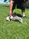 German Shorthaired Pointer Puppies for sale in Fredericksburg, IA 50630, USA. price: NA