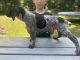 German Shorthaired Pointer Puppies for sale in Norris City, IL 62869, USA. price: NA