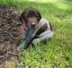 German Shorthaired Pointer Puppies for sale in Symsonia, KY 42082, USA. price: $75,000