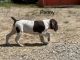 German Shorthaired Pointer Puppies for sale in Corryton, TN 37721, USA. price: $800