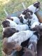 German Shorthaired Pointer Puppies for sale in Cameron, TX 76520, USA. price: $1,000