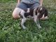 German Shorthaired Pointer Puppies for sale in Shawnee, OH, USA. price: $800