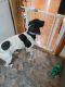 German Shorthaired Pointer Puppies for sale in Glenwood, MN 56334, USA. price: $500