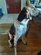 German Shorthaired Pointer Puppies for sale in Omaha, NE, USA. price: $1,500