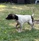 German Shorthaired Pointer Puppies for sale in Providence, RI, USA. price: NA
