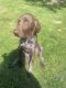 German Shorthaired Pointer Puppies for sale in Woodstock, IL 60098, USA. price: $1,300