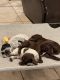 German Shorthaired Pointer Puppies for sale in Eatontown, NJ, USA. price: $1,200