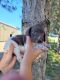 German Shorthaired Pointer Puppies for sale in Johnson Lake, NE 68937, USA. price: NA