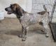 German Shorthaired Pointer Puppies for sale in Chehalis, WA 98532, USA. price: $200
