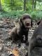 German Shorthaired Pointer Puppies for sale in Rainsville, AL, USA. price: $200
