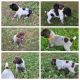 German Shorthaired Pointer Puppies for sale in Bayard, NE 69334, USA. price: $1,250