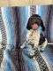 German Shorthaired Pointer Puppies for sale in Fayetteville, TN 37334, USA. price: NA