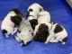 German Shorthaired Pointer Puppies for sale in Columbia, TN 38401, USA. price: $1,000