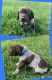 German Shorthaired Pointer Puppies for sale in Summerset, SD 57769, USA. price: $850