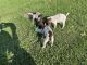 German Shorthaired Pointer Puppies for sale in Falmouth, KY, USA. price: $500