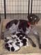 German Shorthaired Pointer Puppies for sale in Smith Center, KS 66967, USA. price: $800