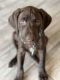 German Shorthaired Pointer Puppies for sale in North Las Vegas, NV 89081, USA. price: $800