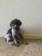 German Shorthaired Pointer Puppies for sale in San Antonio, TX 78221, USA. price: $1,200