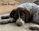 German Shorthaired Pointer Puppies for sale in 4985 Pine Lake Rd, Rhinelander, WI 54501, USA. price: $800