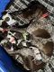 German Shorthaired Pointer Puppies for sale in Akron, OH, USA. price: NA