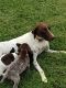 German Shorthaired Pointer Puppies for sale in Rock Hill, SC, USA. price: $600