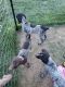 German Shorthaired Pointer Puppies for sale in The Dalles, OR 97058, USA. price: $900