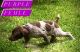 German Shorthaired Pointer Puppies for sale in Moreno Valley, CA, USA. price: $800
