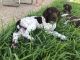 German Shorthaired Pointer Puppies for sale in Belton, TX, USA. price: $750