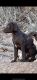 German Shorthaired Pointer Puppies for sale in Veyo, UT 84782, USA. price: NA